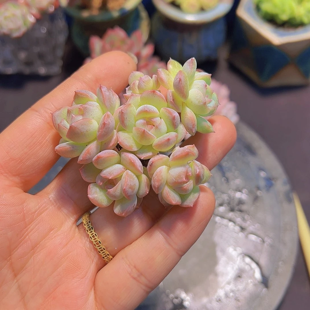 布**寳月影珍妮，多肉植物，