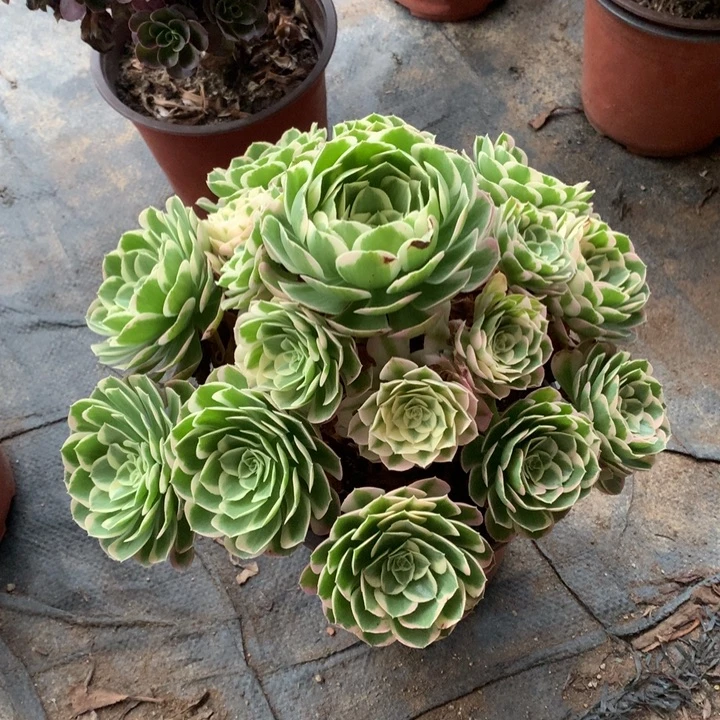 香***茗不包损560号水中月手捧