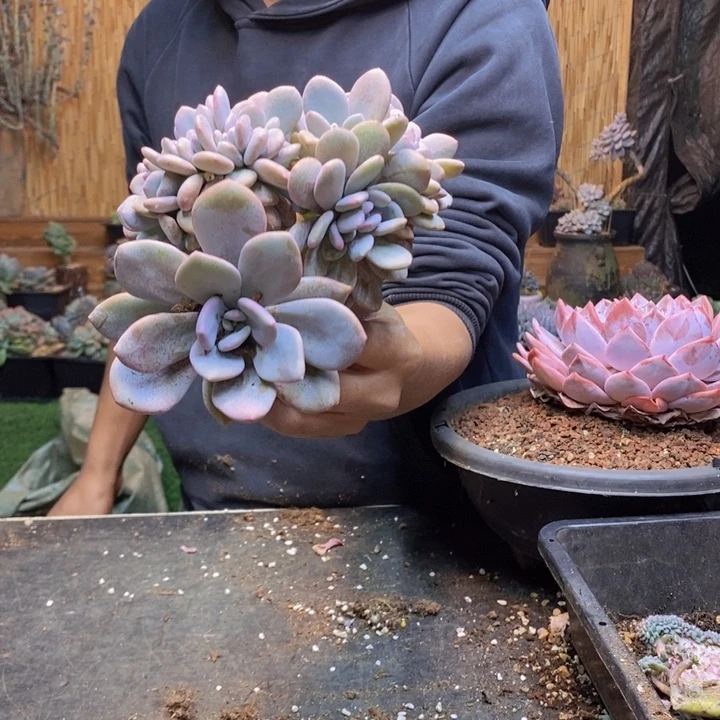 猫***️026 粉兔多肉植物一物一拍