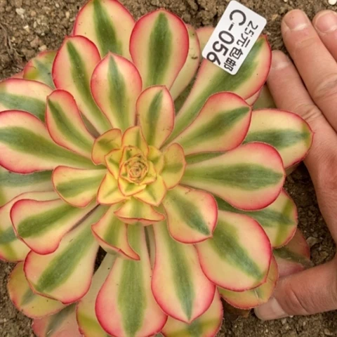 56爱丽丝满25包邮多肉