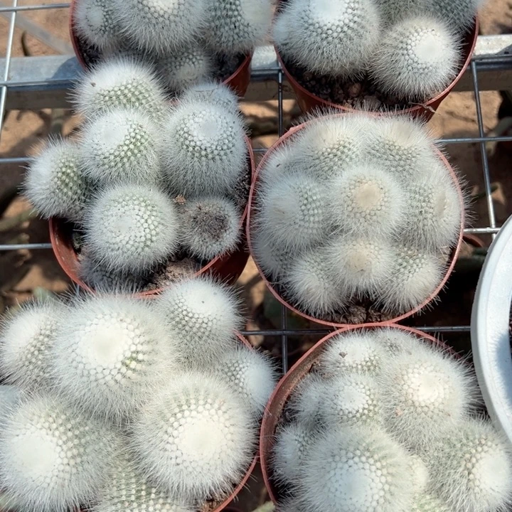 白小丁。  恭喜发财