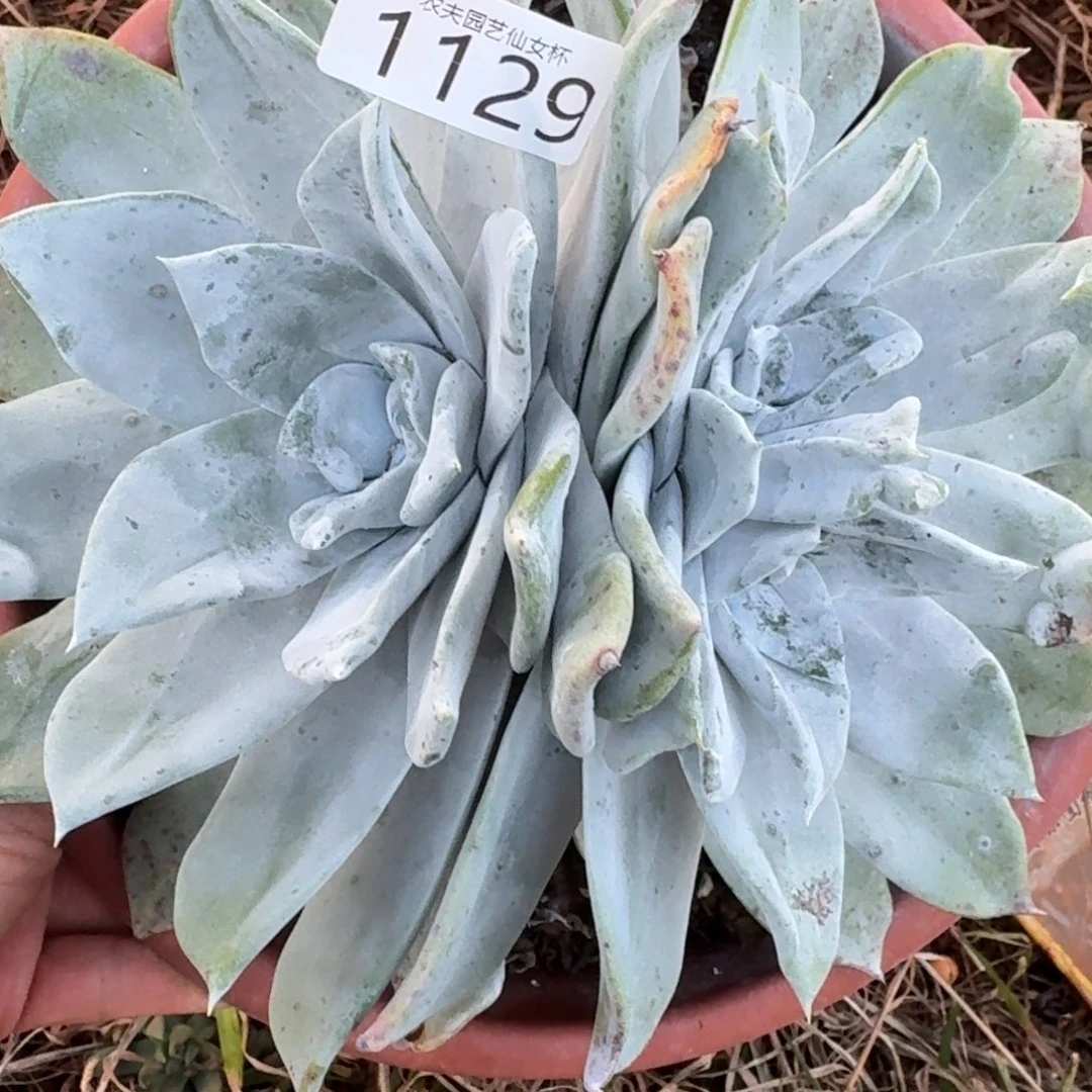 3代杂交仙女杯多肉新品