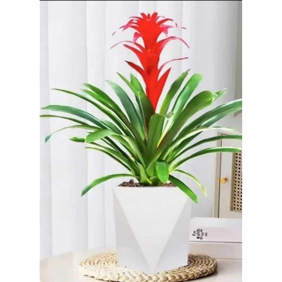 鸿运当头单株苗带花发货室内红色花美观好养绿植