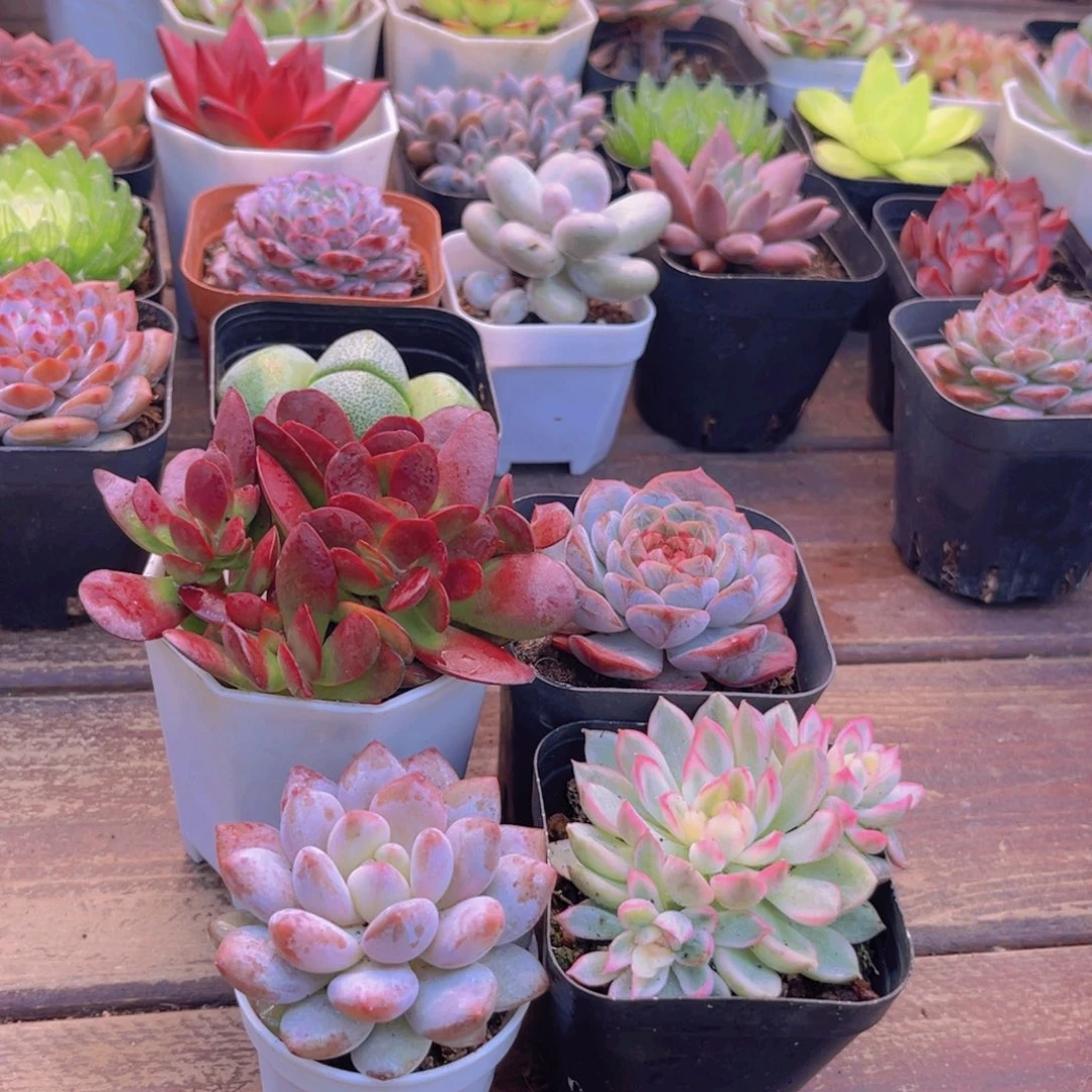 紫蝶➕半夏➕葡萄珍妮单➕女雏锦