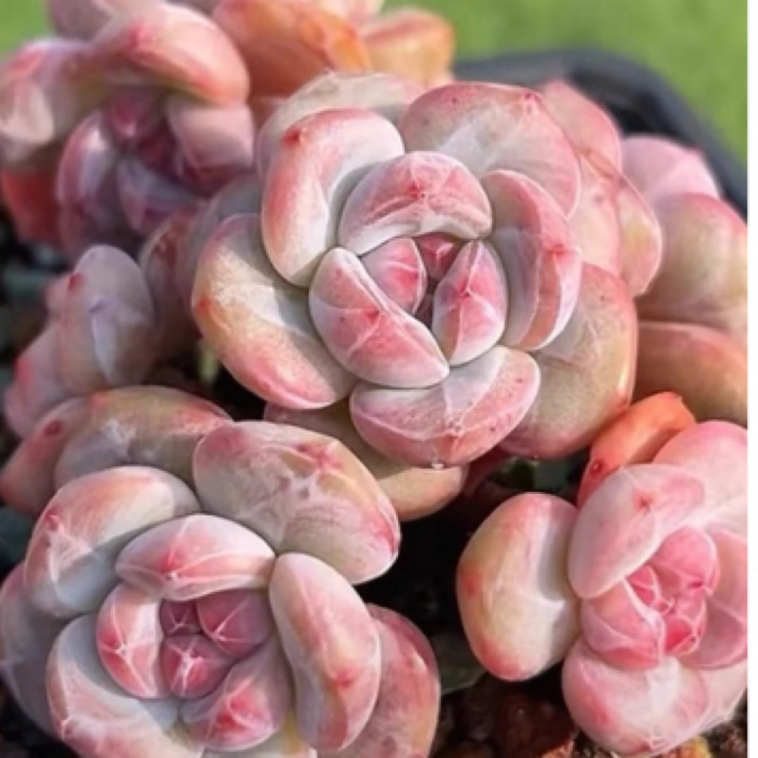 【满9.9包邮】星影多头拍一发二6.5cm盆多肉植物以直播间展示为主