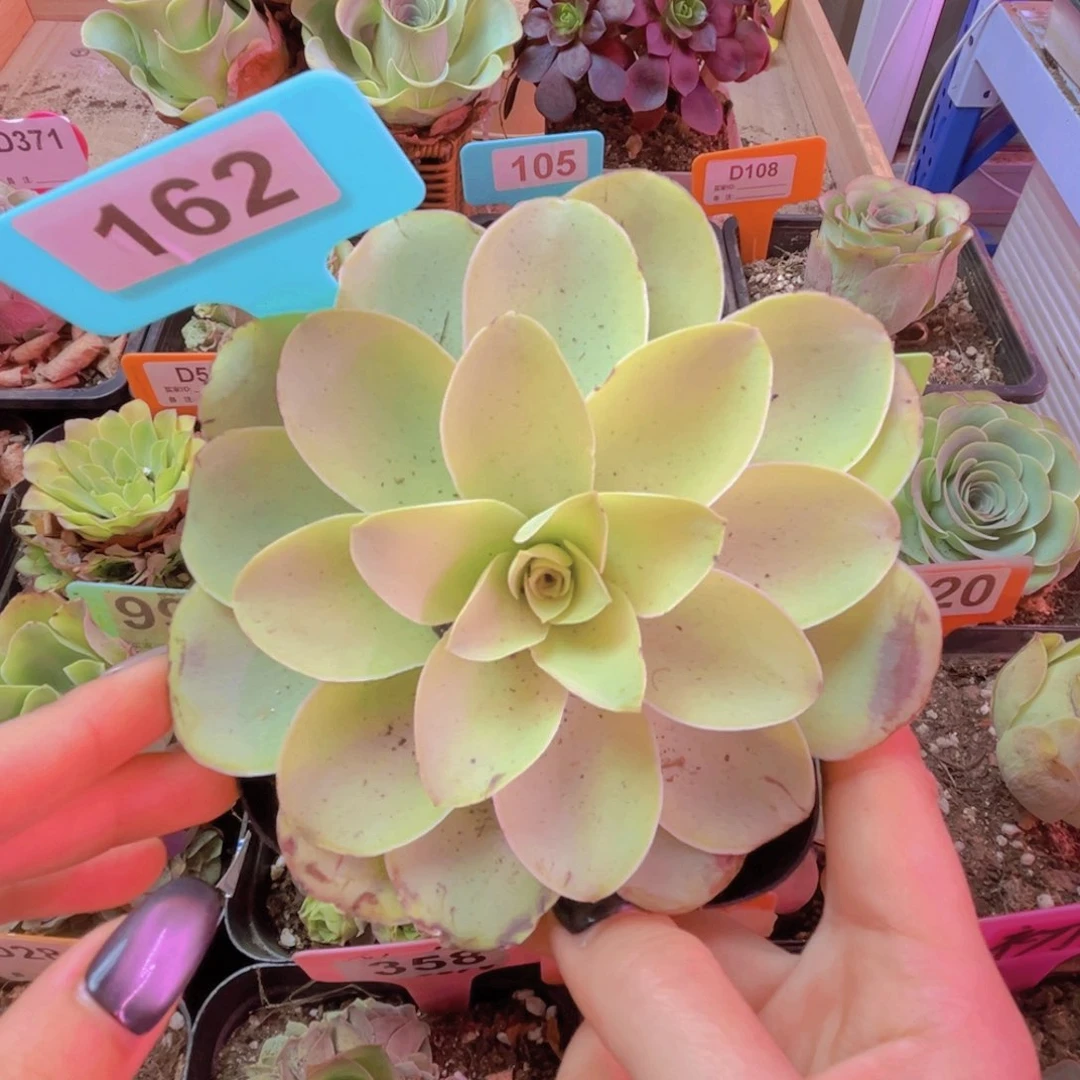 162山地玫瑰大单头