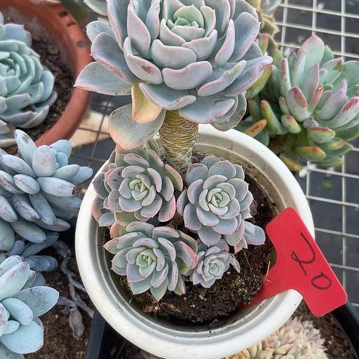 两单包邮，一物一拍20美尻