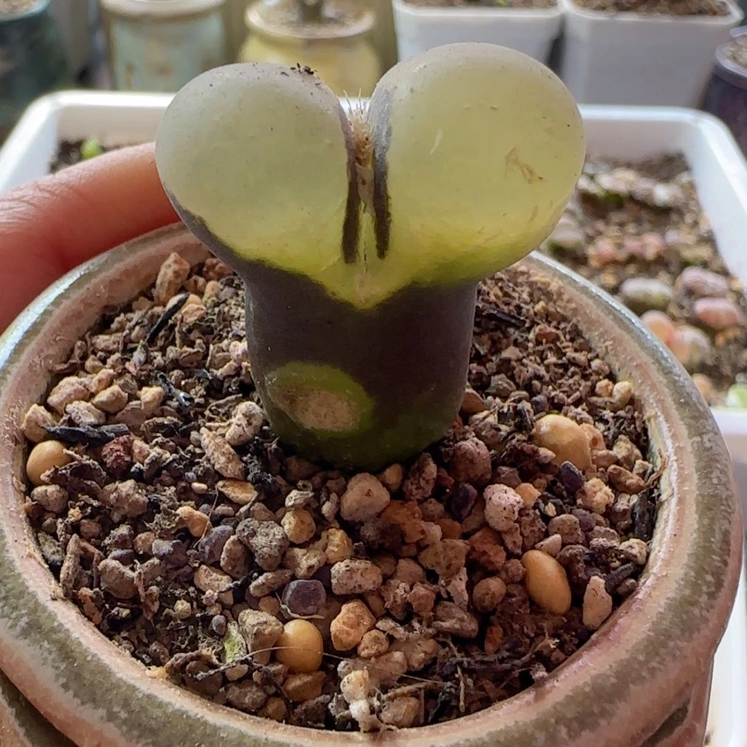 纳*精品风铃玉。