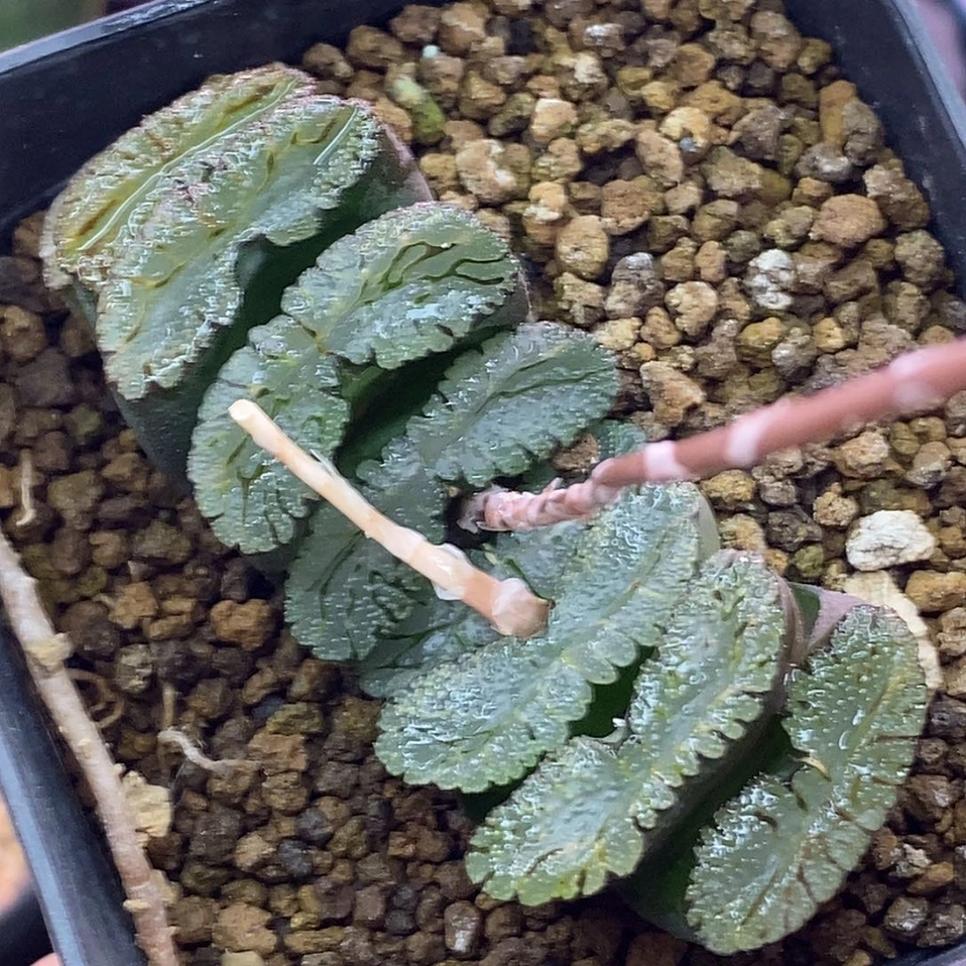 不带盆脱土裸根发货