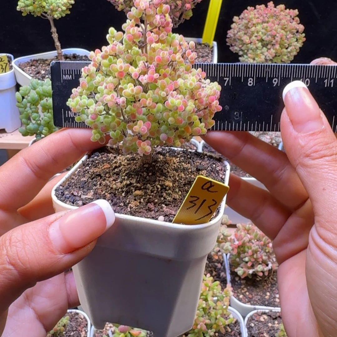 a313号蜜橘冠服6厘米左右圣诞树造型