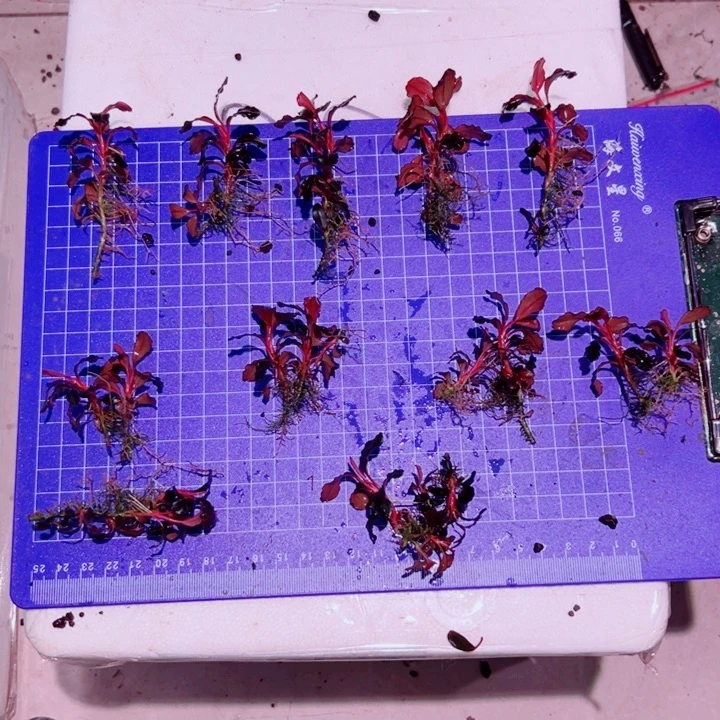 无花朵福利辣椒榕数码海