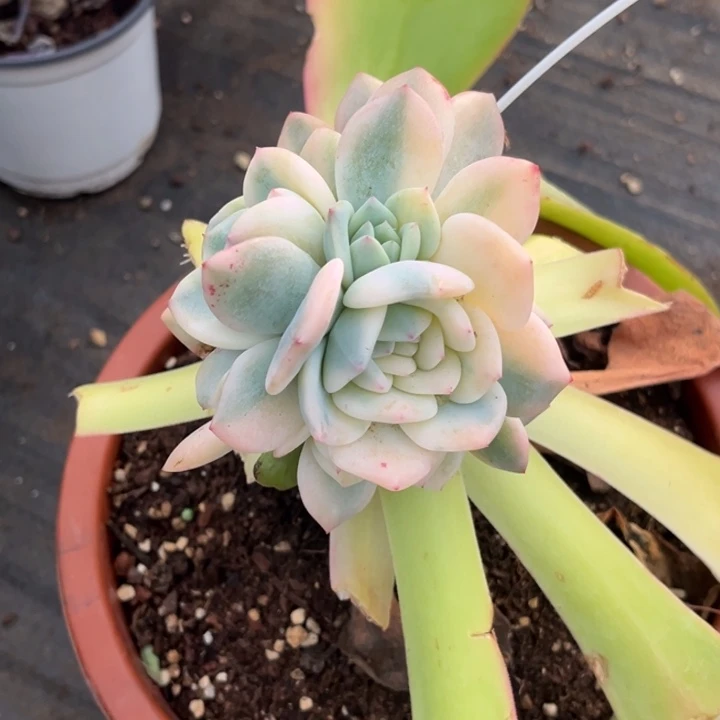 橙梦露锦大锦边一颗