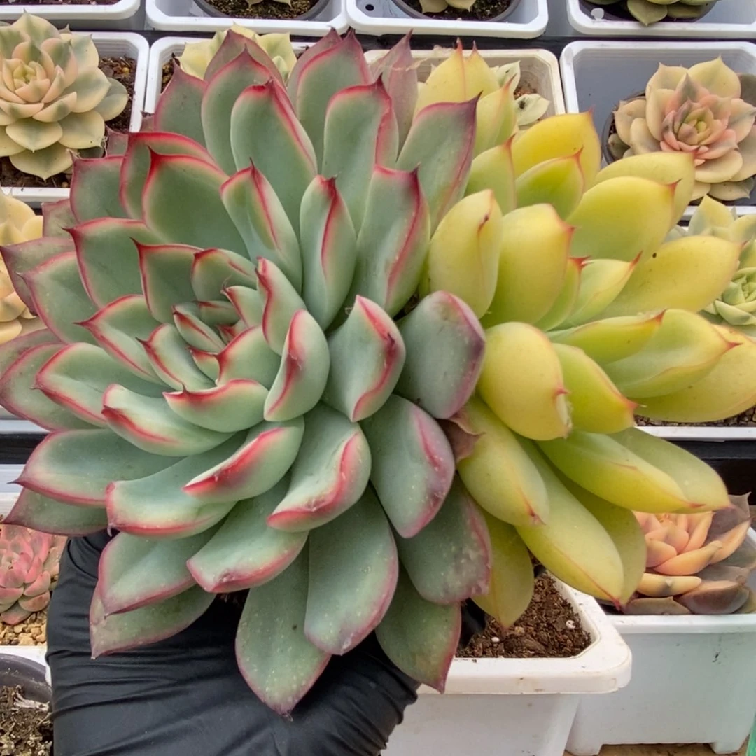 572荷花阴阳锦锦锦锦锦锦