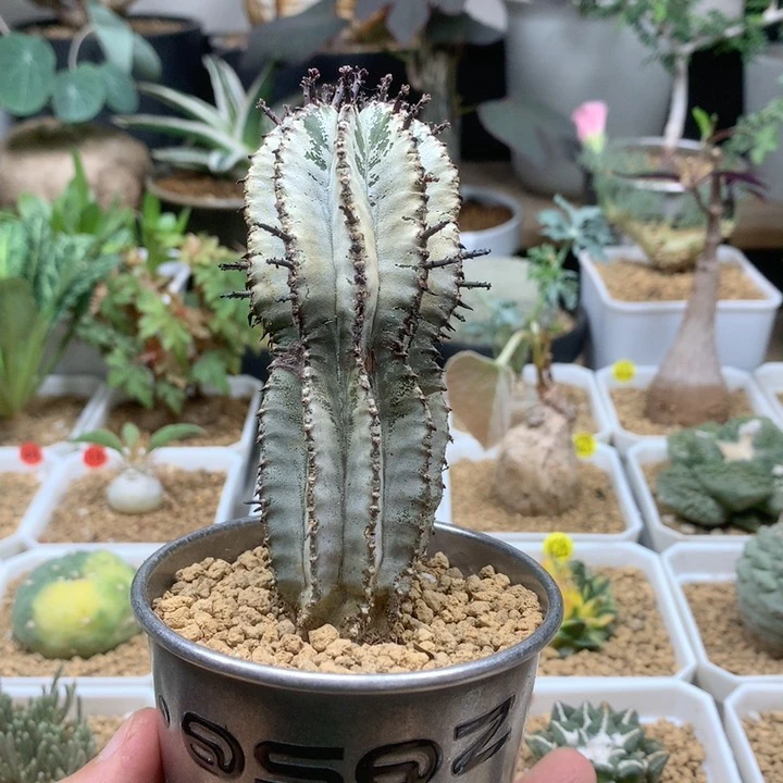 落雪白衣魁伟玉带盆