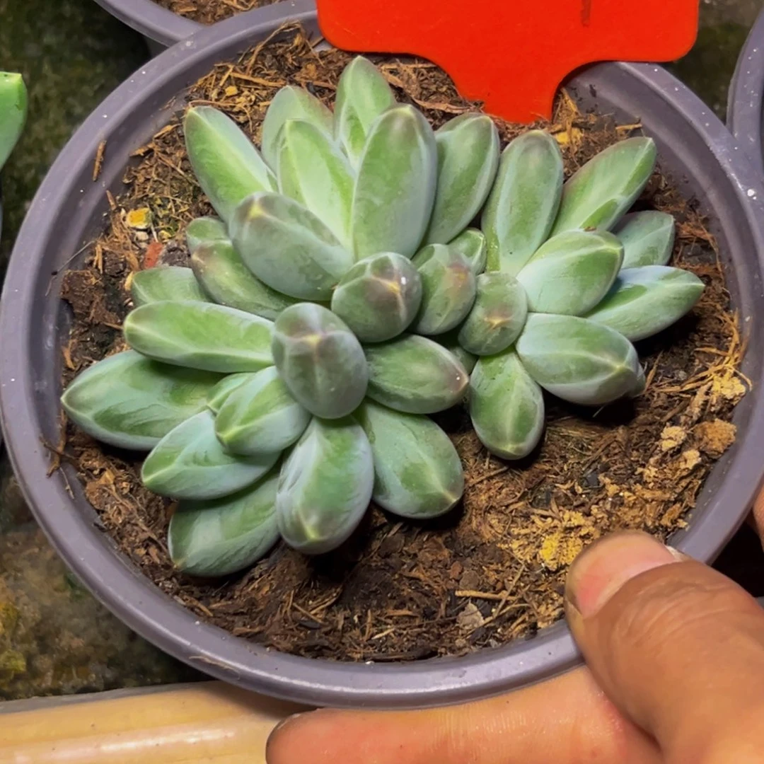 0027下午多肉植物群生