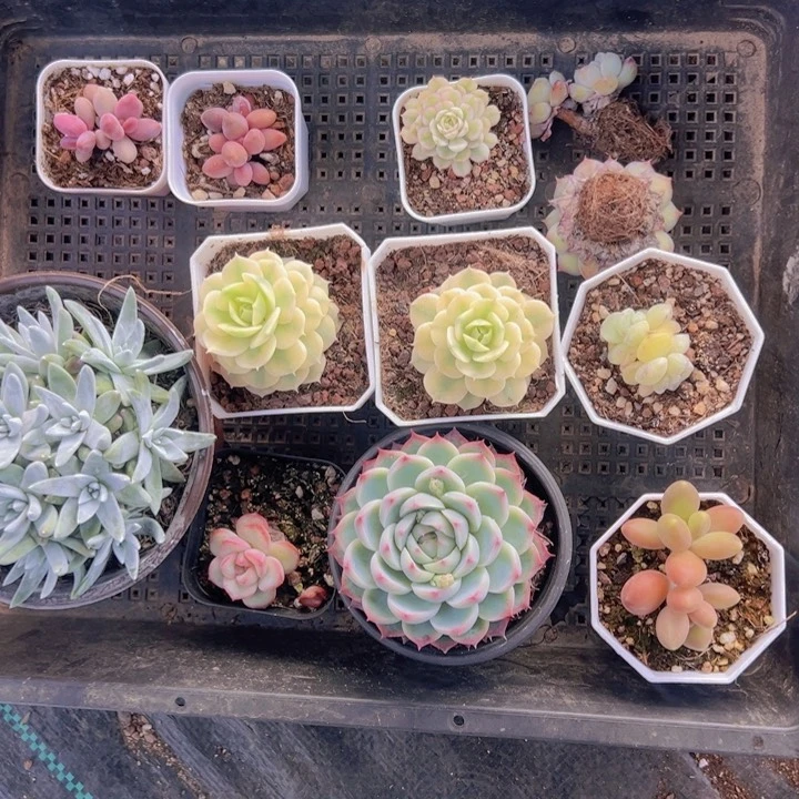 ୧**专拍多肉植物大战僵尸