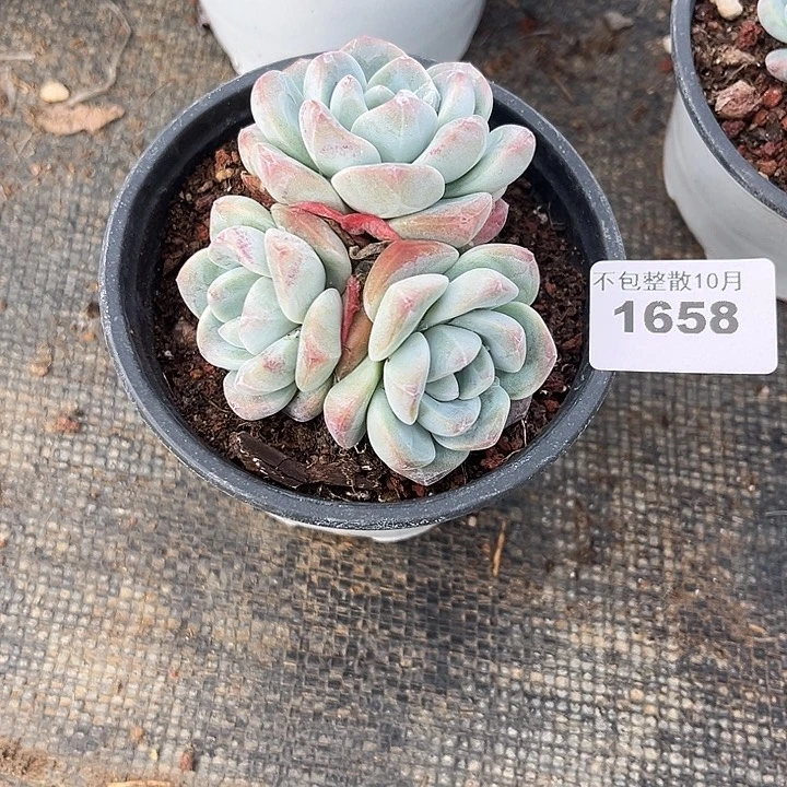 阿雅园艺。         1658冰玉