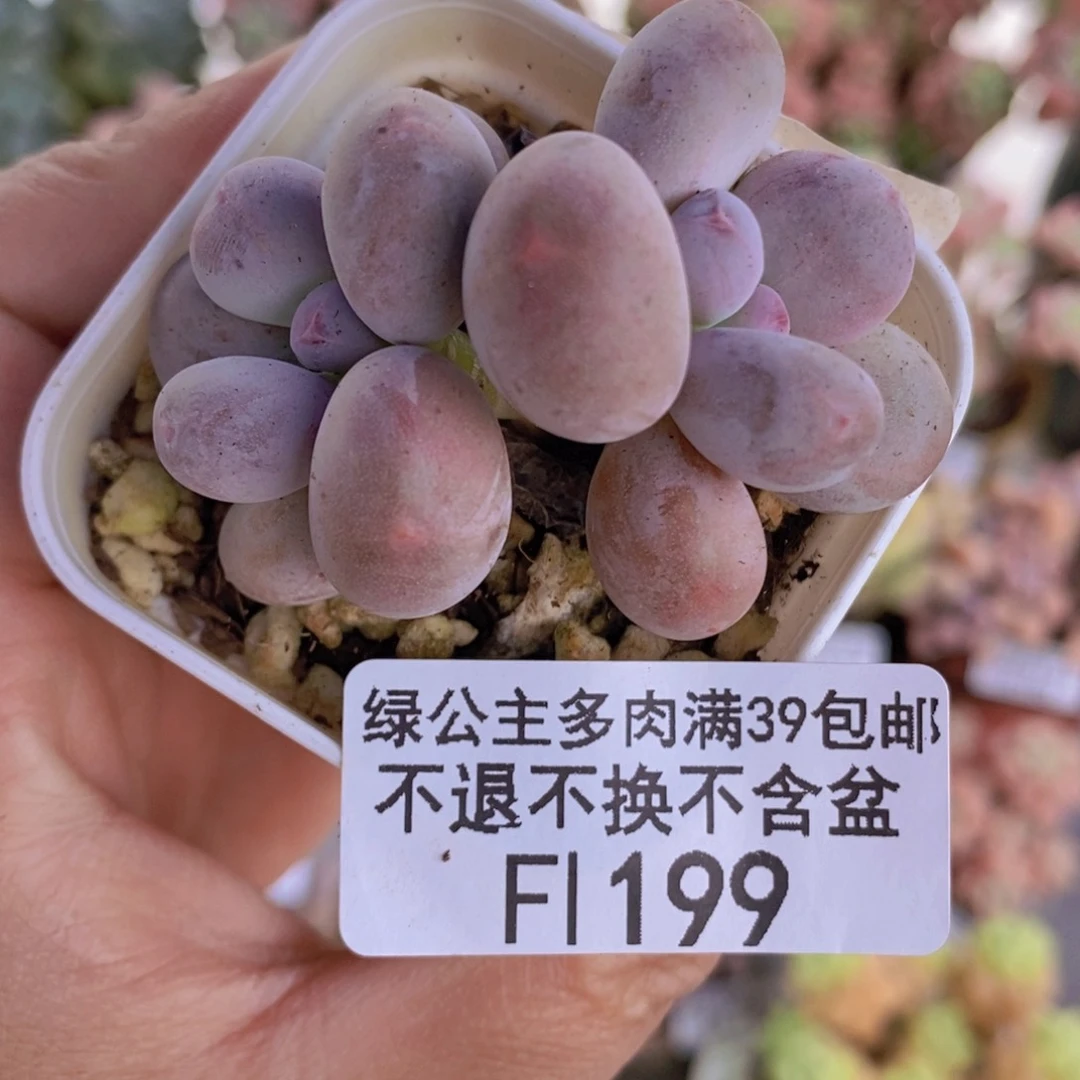 糖豆奶6cm199多肉植物