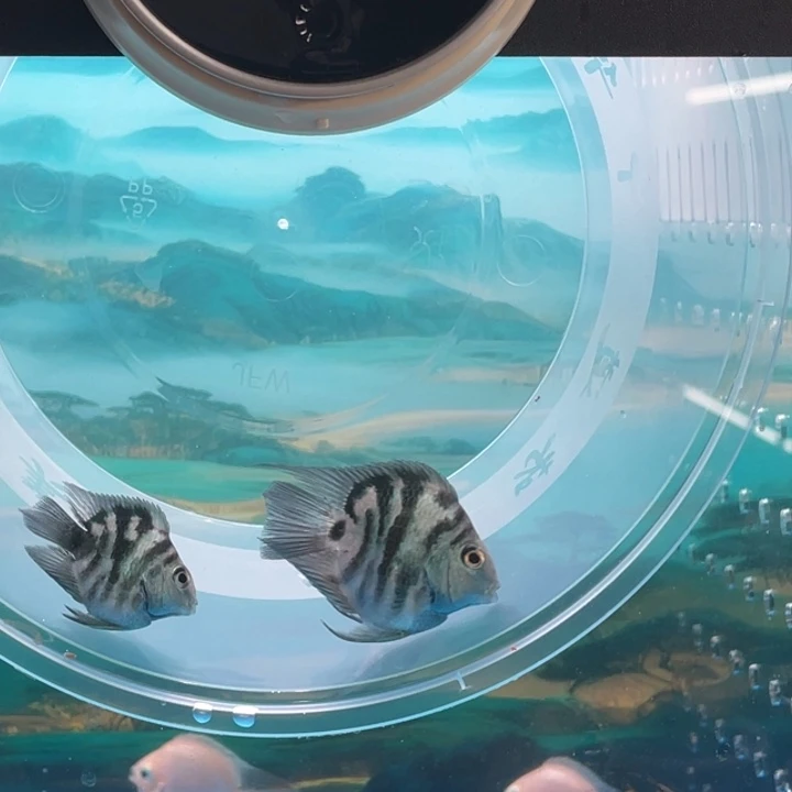 命***鹦鹉鱼黑尾宝蓝一对16号单