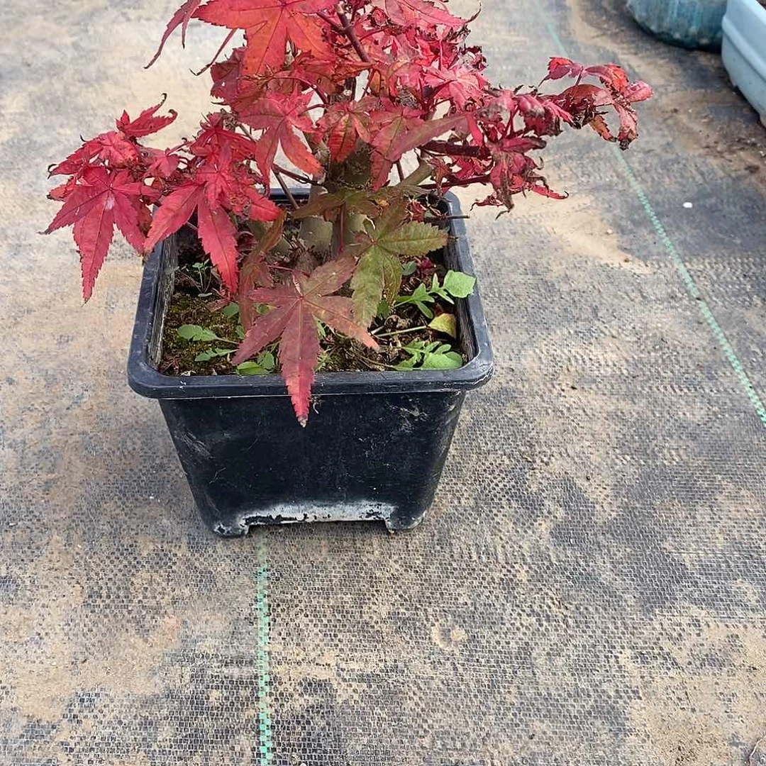 无花朵初星星枫树