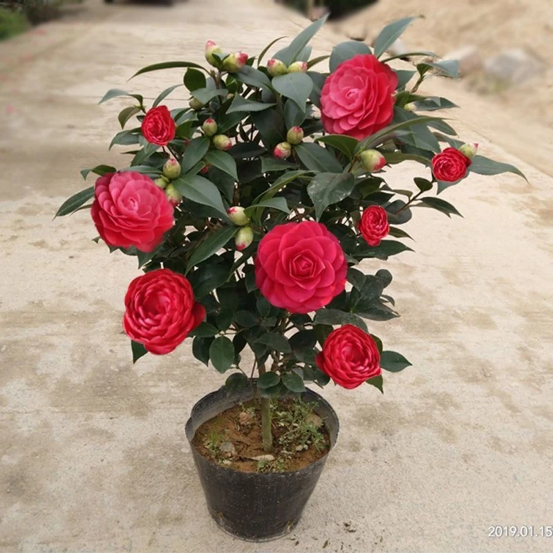 茶花盆栽红色茶花苗带花苞六角大红赤丹冬季春节开花室内耐寒花卉