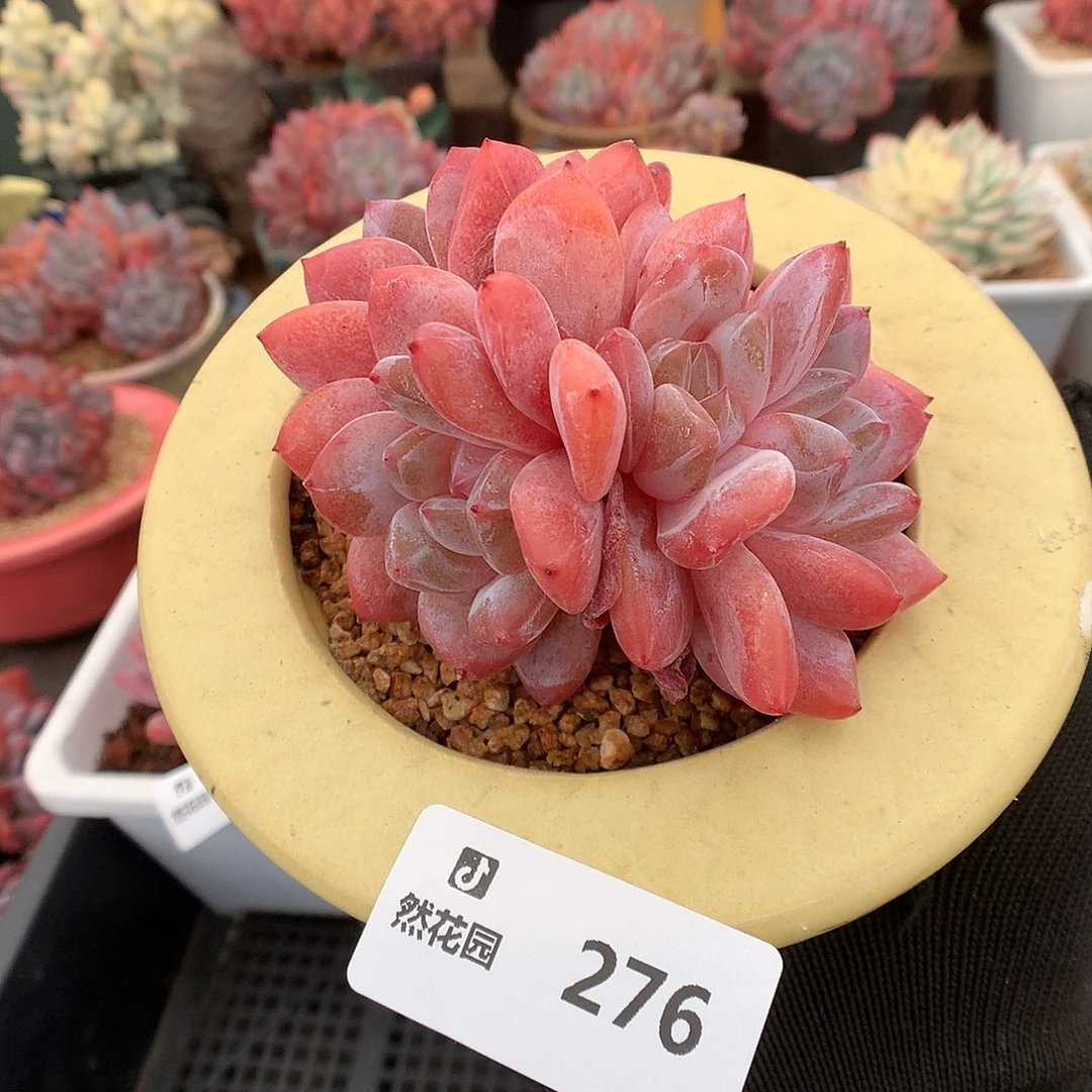 276雪天使多肉植物6666