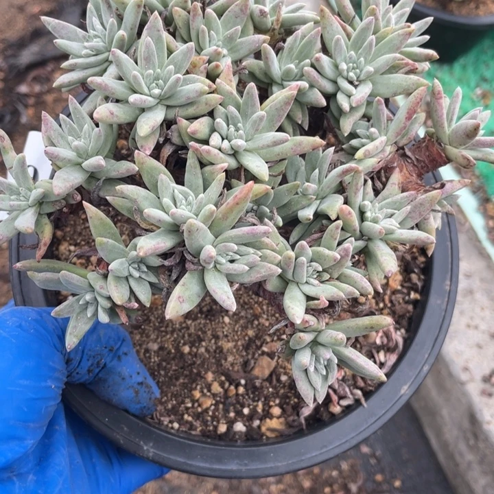 292号绿菊多肉植物