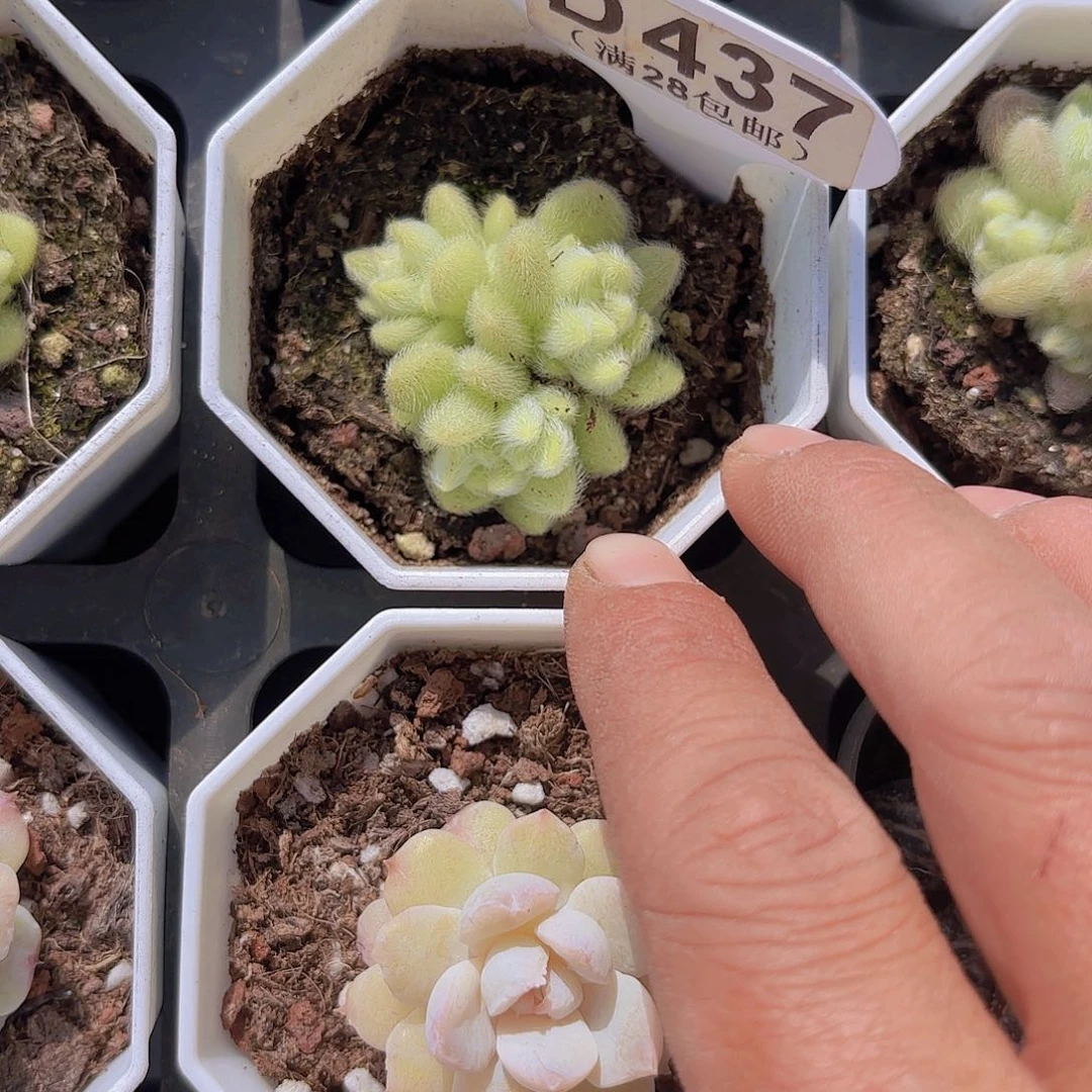 D437信东尼一物一拍