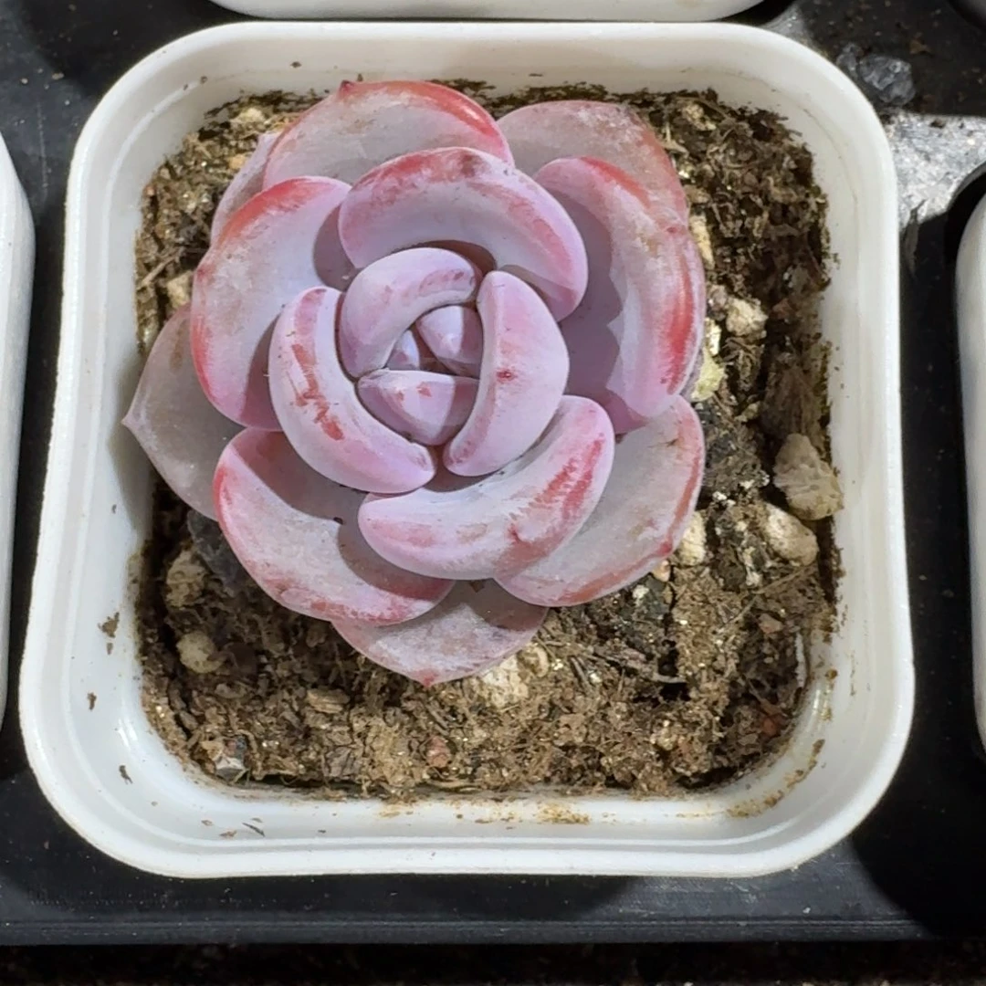 6颗上盆奶茶盆5.5方