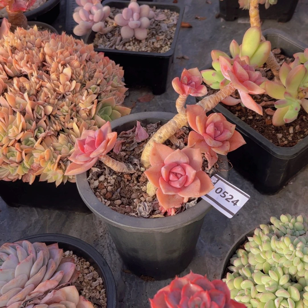 彩虹糖多肉植物0524