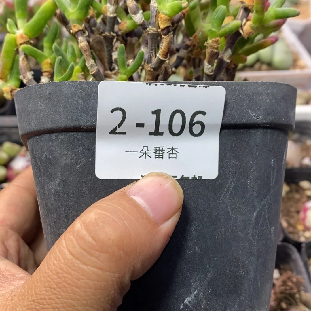 丽*56699699699999999988