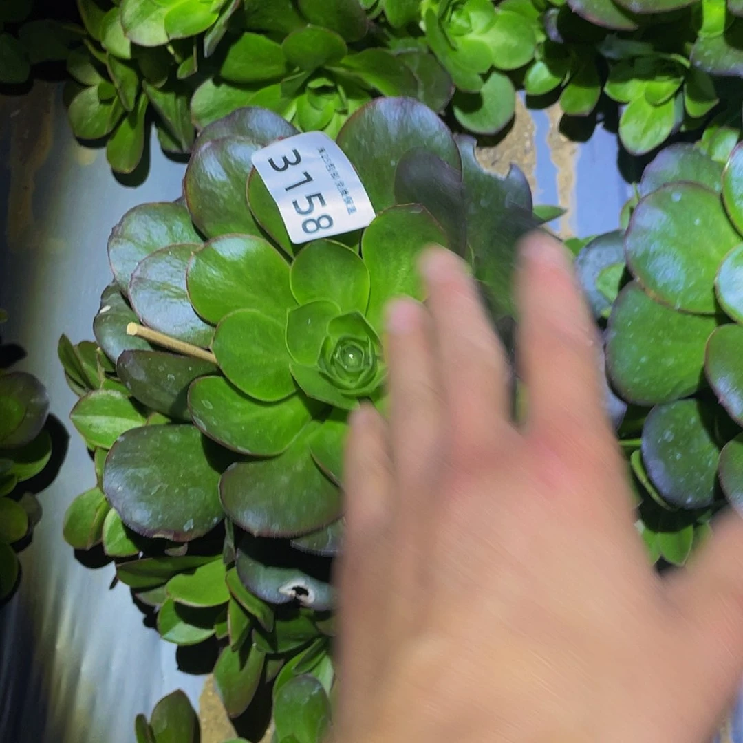 3158媚金玫瑰多肉植物