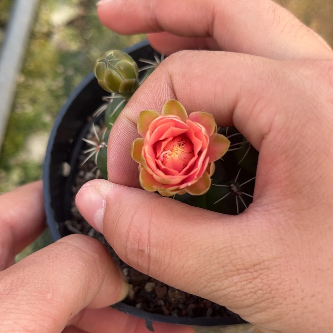 用****2实生绯花玉仙人球