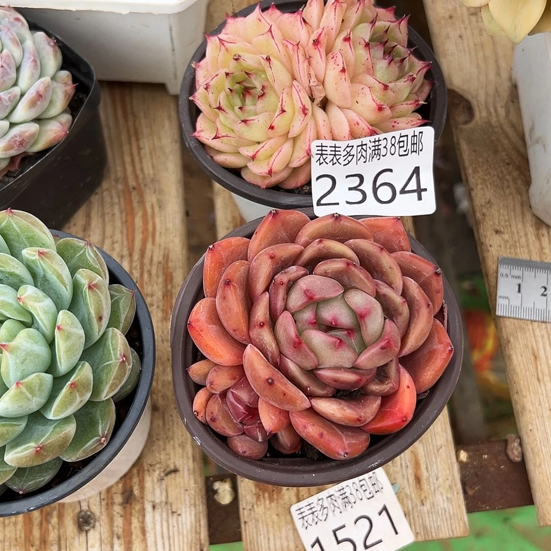 ღ***࿐2364 多肉一物一拍植物