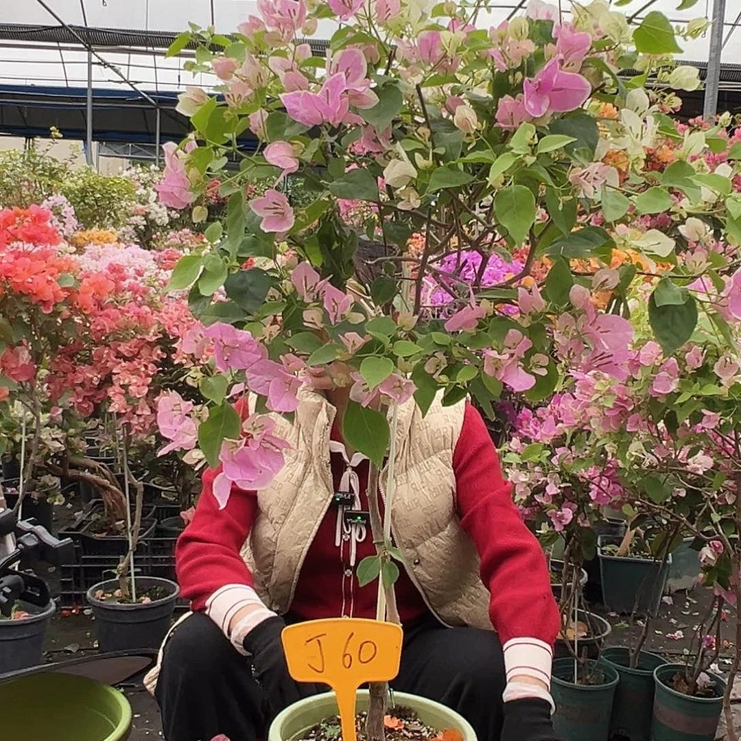 ****风大部分花苞少量开放J60广红英