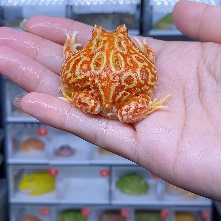 特价秒杀现货特价火龙