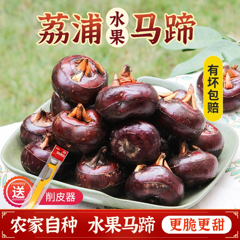 荔浦水果马蹄广西特产桂林大马蹄荸荠2025新挖