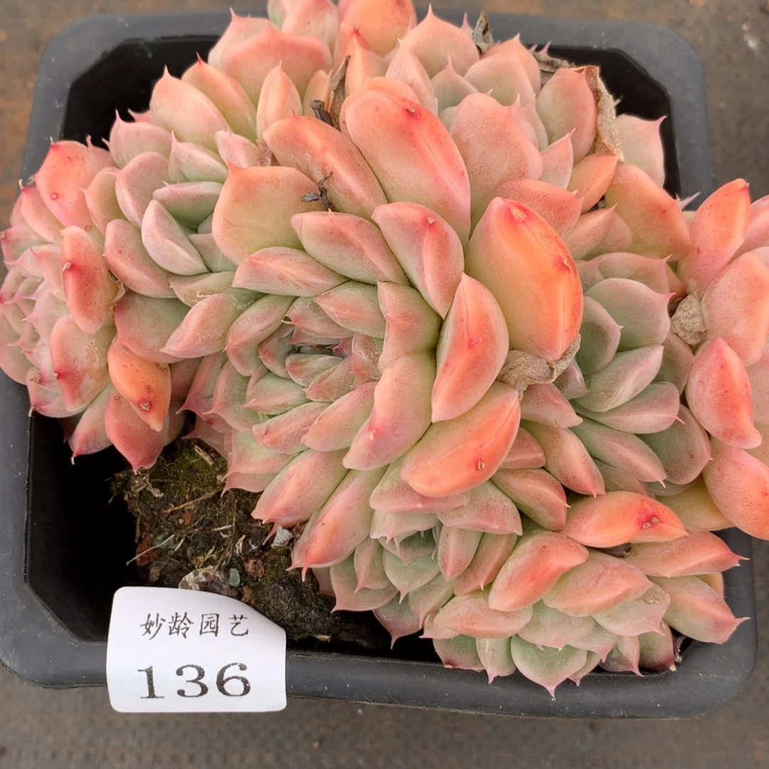 136杂交精品基地12厘米