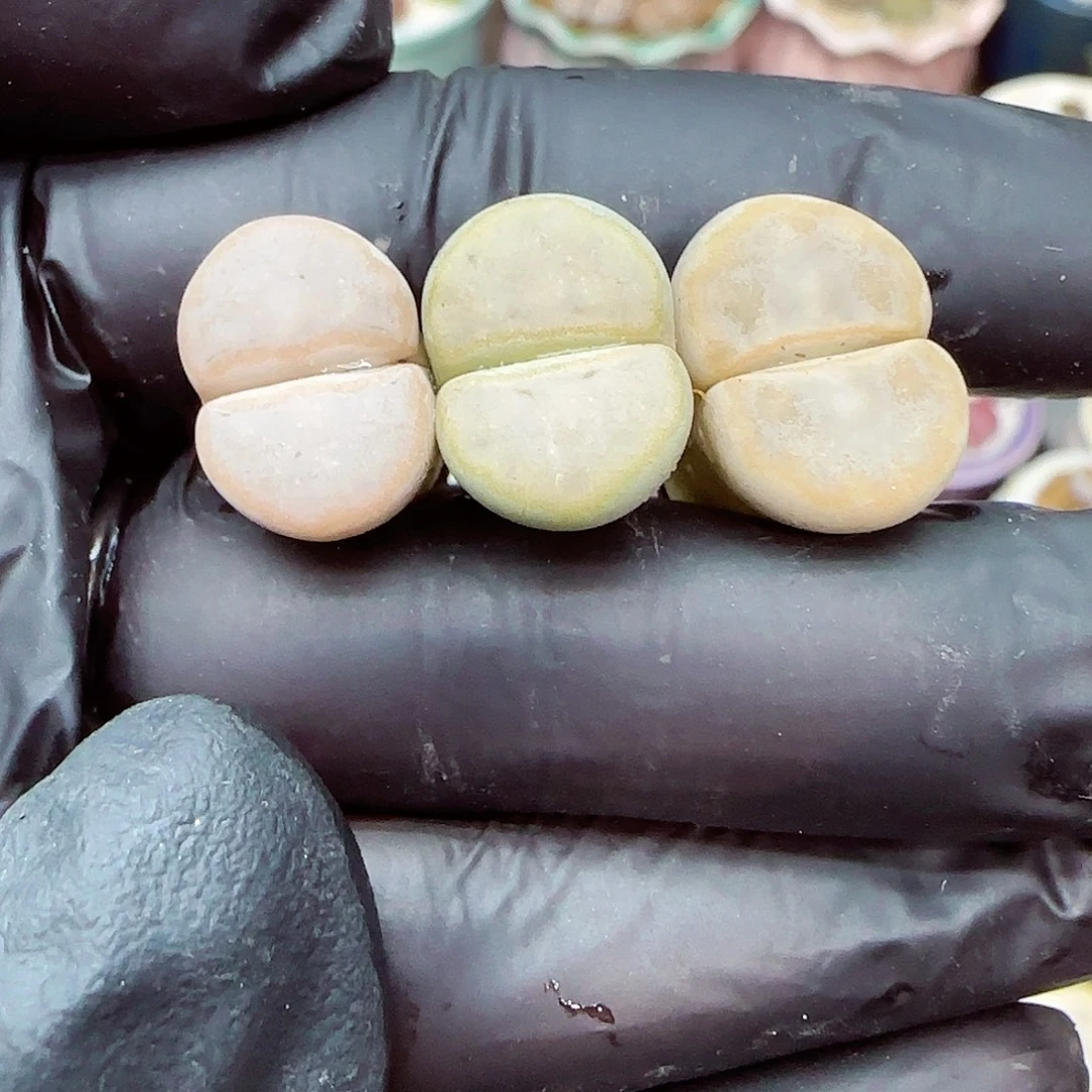 生石花满18包邮1106-36