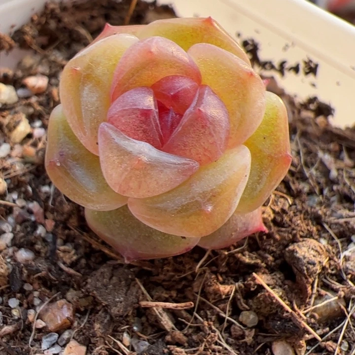 一物一拍，精品糖心，尺寸不大介意勿拍