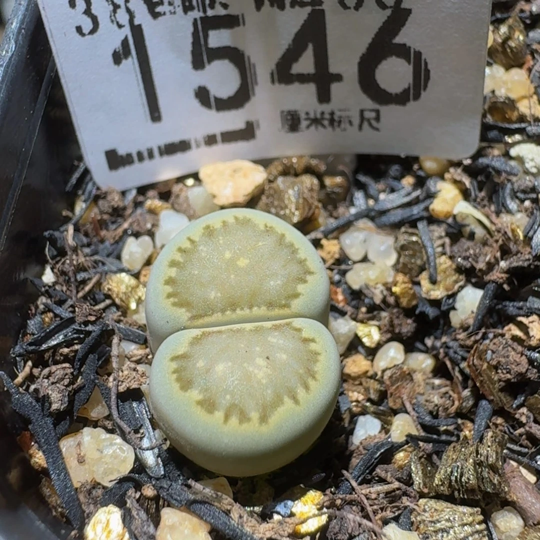 Ssss精品生石花1546绿菊饼