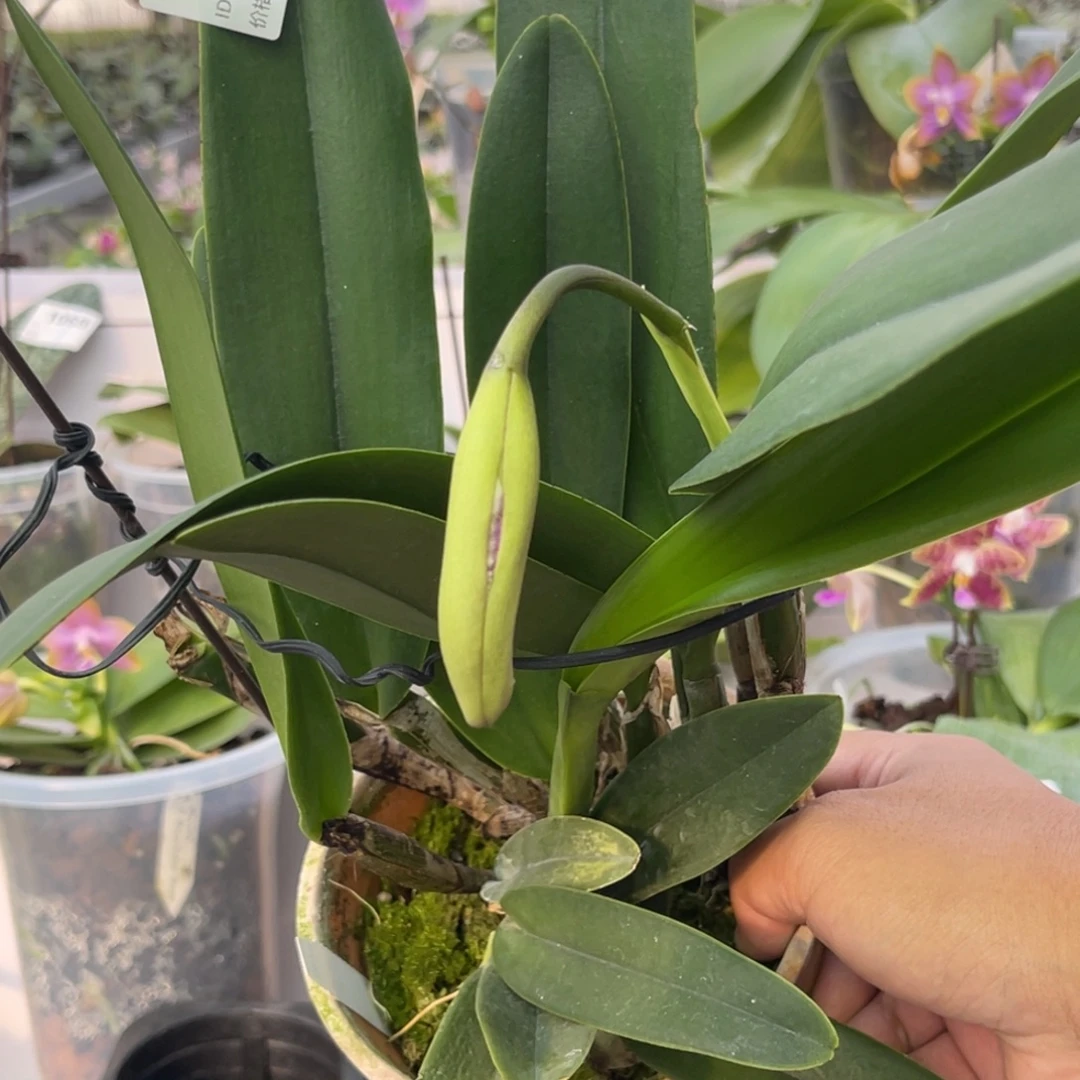 完全开放1156 花苞 红马 一物一拍