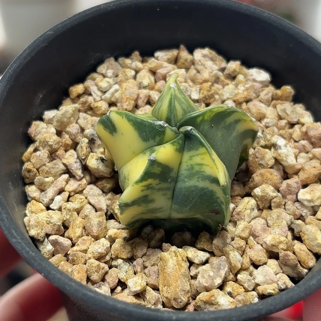 仙人球实生鸾凤玉锦