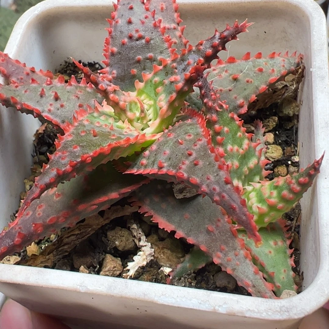 2头超级芦荟多肉植物百科