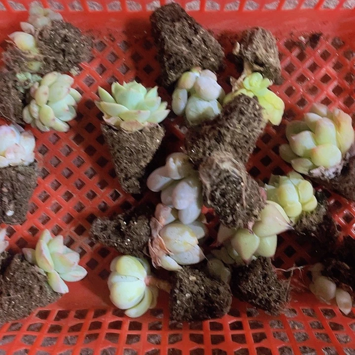 晚***晚精品福利穴苗1号框子