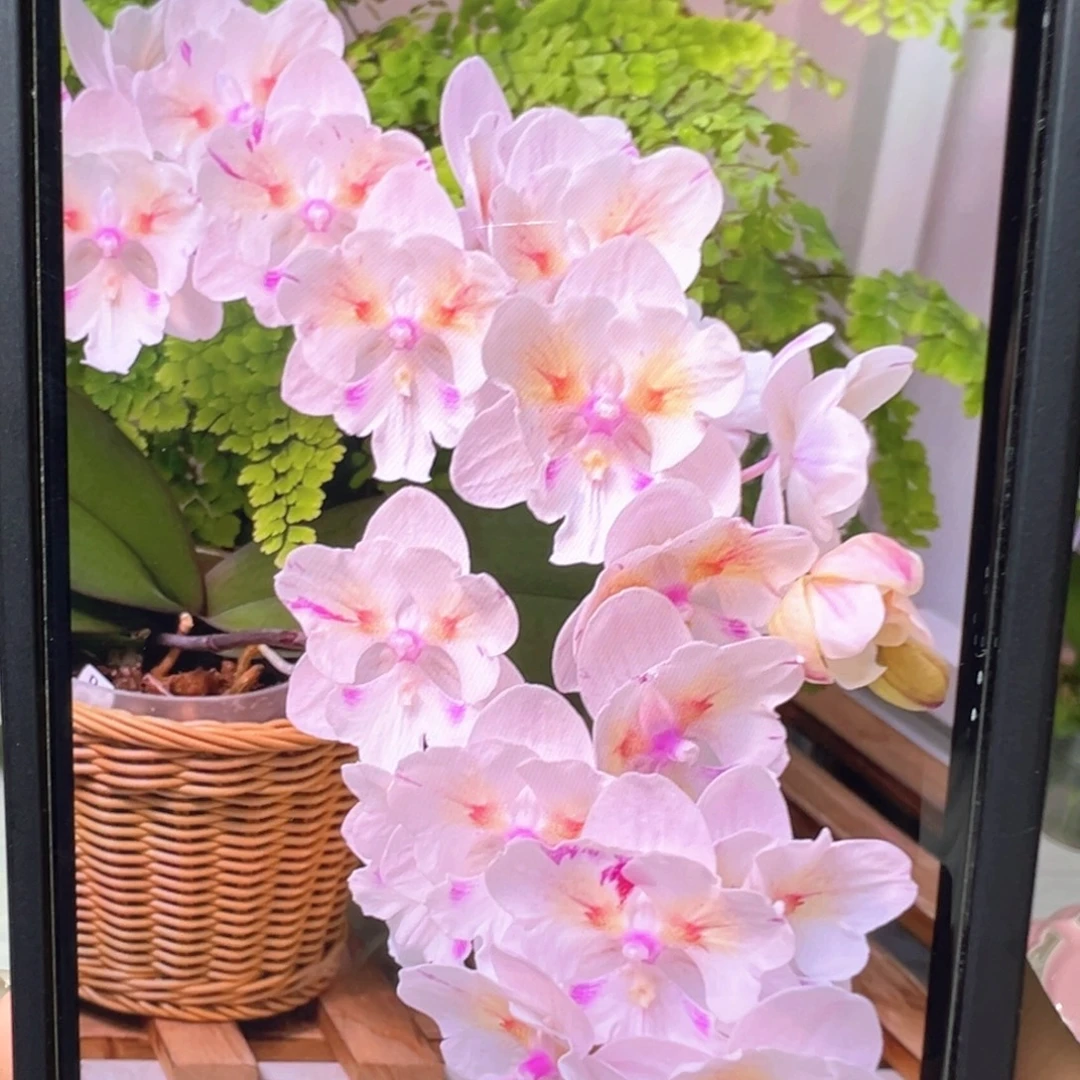 当前无花栽培后可以开花大婚纱