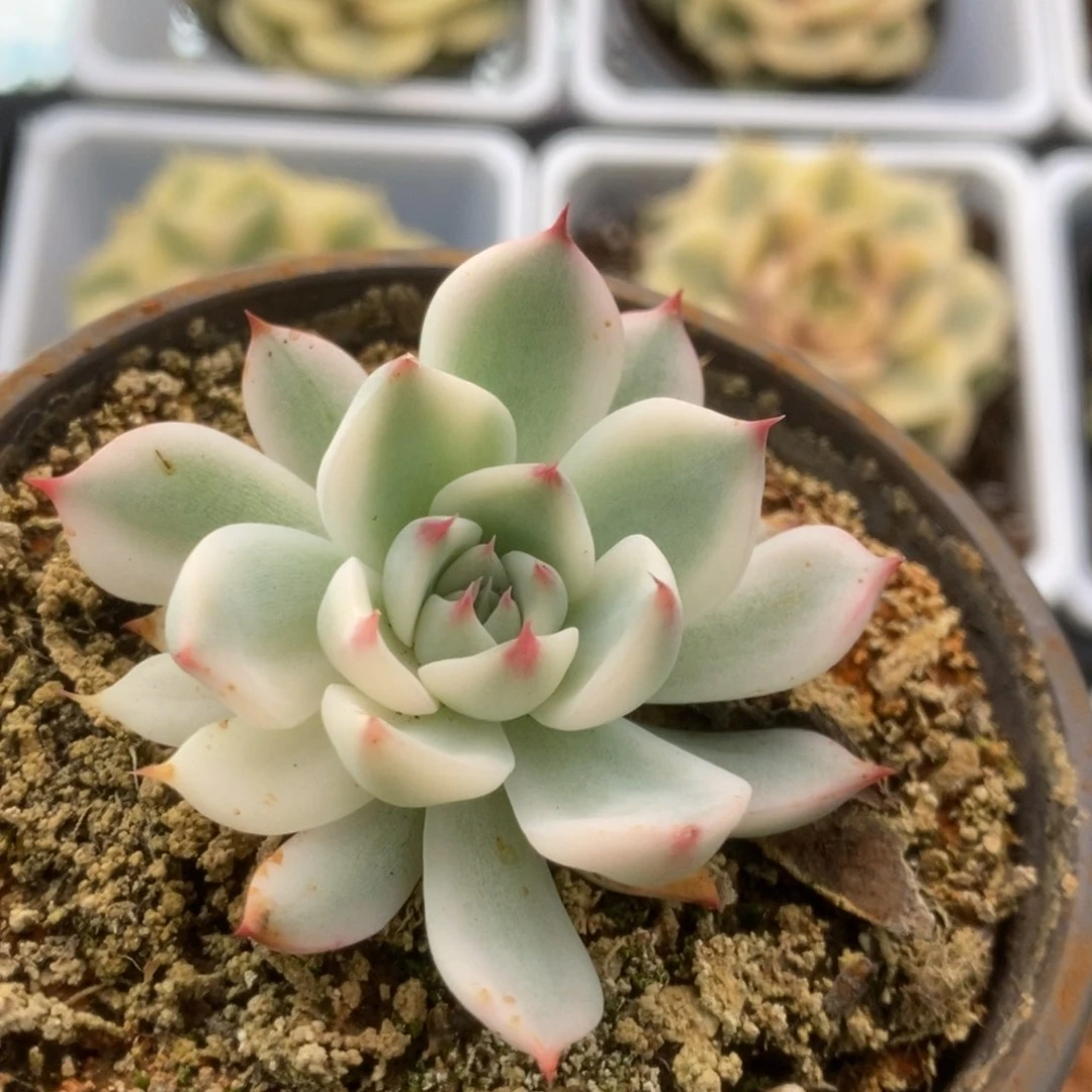 175锦锦锦锦锦锦锦锦