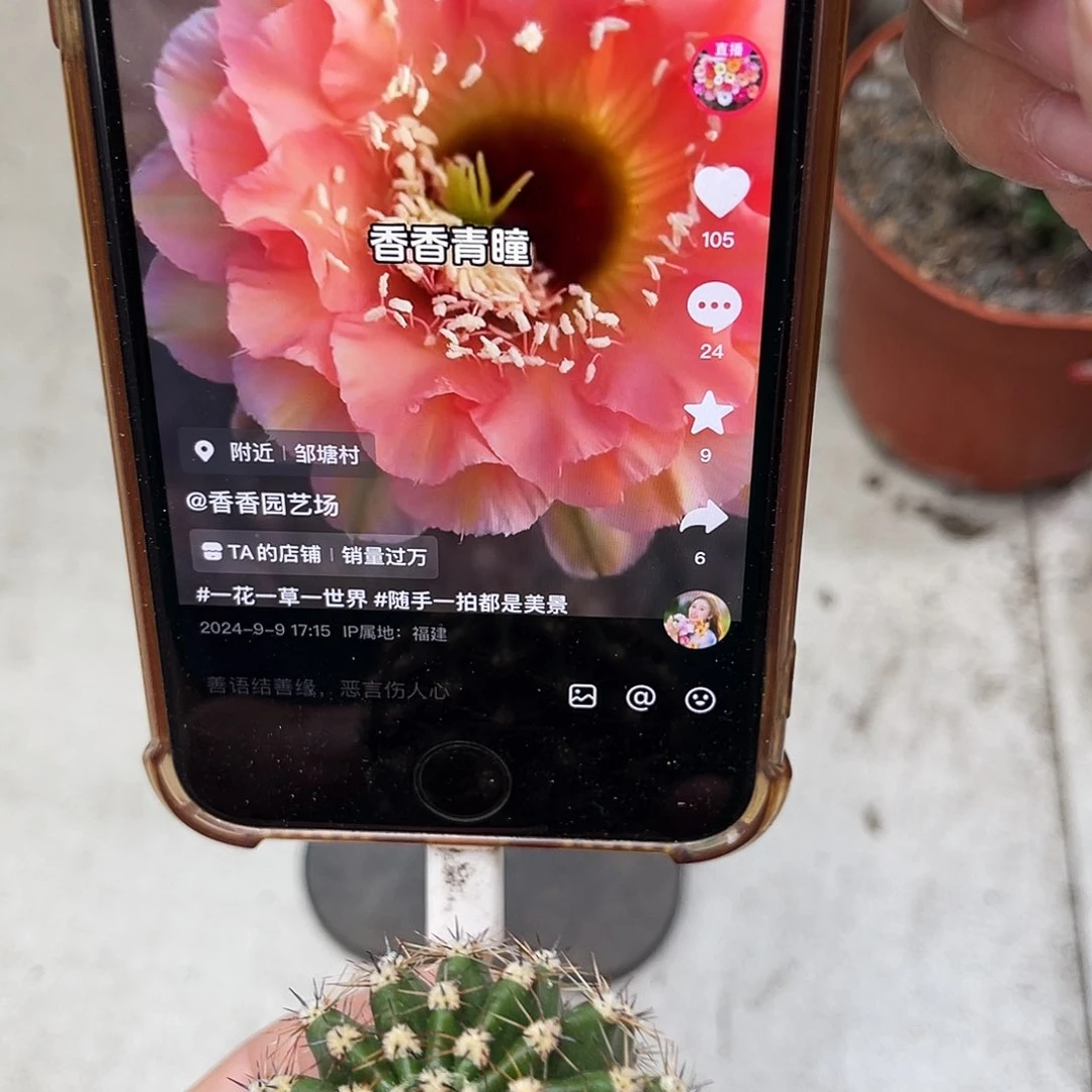 彩草青瞳测芽4公分左右