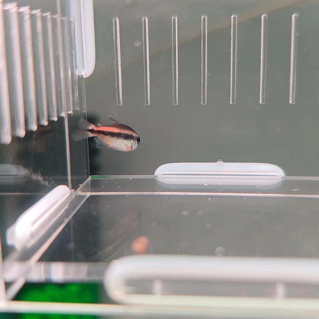 灯科鱼白金幻彩蓝魔（碎金）