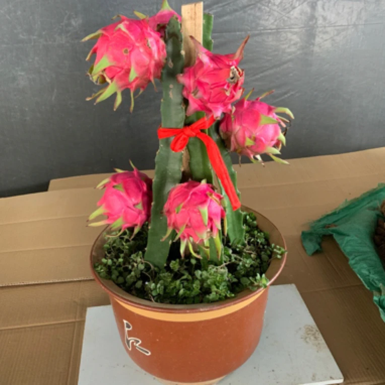 【两棵】红心火龙果树苗盆栽带根好成活南方北方四季种植果树苗包活